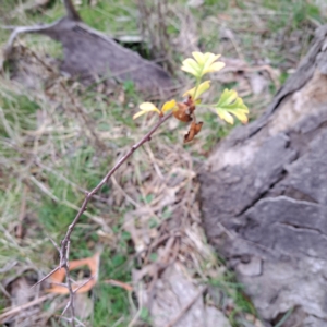 Crataegus monogyna at Watson, ACT - 3 Jul 2023 11:14 AM