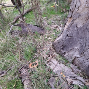 Crataegus monogyna at Watson, ACT - 3 Jul 2023 11:14 AM