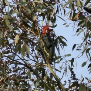 Callocephalon fimbriatum at Captains Flat, NSW - 3 Jul 2023