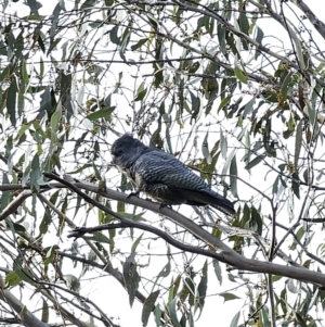 Callocephalon fimbriatum at Captains Flat, NSW - 3 Jul 2023