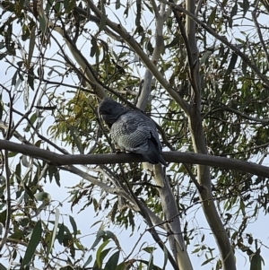 Callocephalon fimbriatum at Captains Flat, NSW - 3 Jul 2023