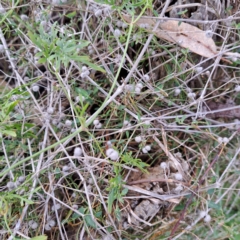 Galium aparine at Watson, ACT - 3 Jul 2023 11:13 AM