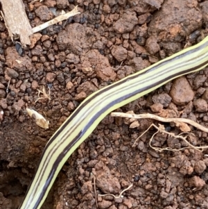 Caenoplana sulphurea at Nurenmerenmong, NSW - 20 Jan 2023