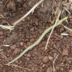 Caenoplana sulphurea at Nurenmerenmong, NSW - suppressed