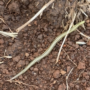 Caenoplana sulphurea at Nurenmerenmong, NSW - suppressed