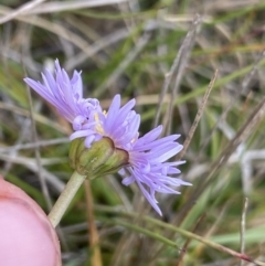 Brachyscome scapigera (Tufted Daisy) at Gooandra, NSW - 20 Jan 2023 by Ned_Johnston