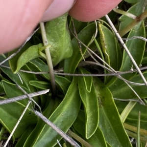 Brachyscome scapigera at Gooandra, NSW - suppressed