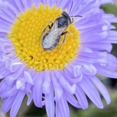 Lasioglossum (Chilalictus) sp. (genus & subgenus) at Gooandra, NSW - 20 Jan 2023