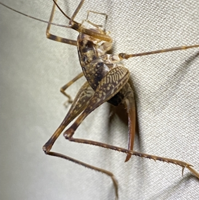 Cavernotettix sp. (genus) (Cave Cricket) at Nurenmerenmong, NSW - 19 Jan 2023 by NedJohnston