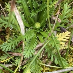 Leptinella filicula (Mountain Cotula) at Bago State Forest - 19 Jan 2023 by NedJohnston