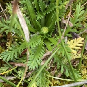 Leptinella filicula at Nurenmerenmong, NSW - suppressed