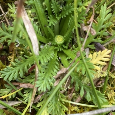 Leptinella filicula (Mountain Cotula) at Nurenmerenmong, NSW - 19 Jan 2023 by Ned_Johnston