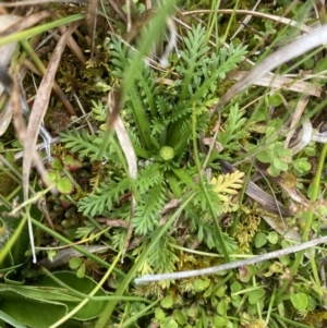 Leptinella filicula at Nurenmerenmong, NSW - suppressed