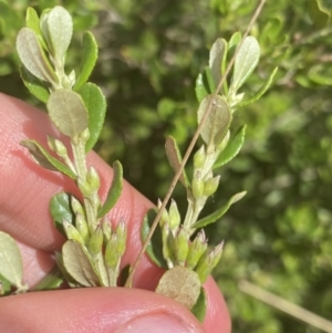 Olearia myrsinoides at Nurenmerenmong, NSW - suppressed