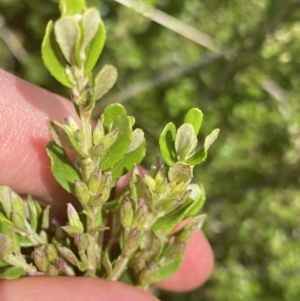 Olearia myrsinoides at Nurenmerenmong, NSW - 19 Jan 2023