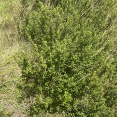 Olearia myrsinoides at Nurenmerenmong, NSW - suppressed