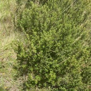 Olearia myrsinoides at Nurenmerenmong, NSW - 19 Jan 2023