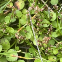 Gonocarpus micranthus subsp. micranthus (Creeping Raspwort) at The Tops at Nurenmerenmong - 19 Jan 2023 by Ned_Johnston