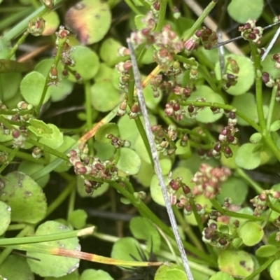 Gonocarpus micranthus subsp. micranthus (Creeping Raspwort) at Nurenmerenmong, NSW - 19 Jan 2023 by Ned_Johnston