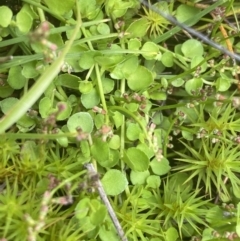 Gonocarpus micranthus subsp. micranthus at Nurenmerenmong, NSW - suppressed