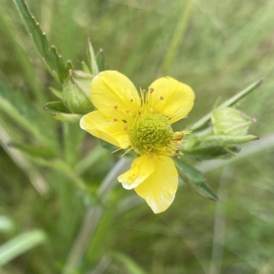 Geum urbanum (Herb Bennet) at Nurenmerenmong, NSW - 19 Jan 2023 by Ned_Johnston