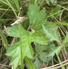 Geum urbanum at Nurenmerenmong, NSW - 19 Jan 2023