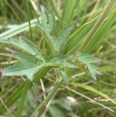 Geum urbanum at Nurenmerenmong, NSW - 19 Jan 2023