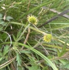 Geum urbanum at Nurenmerenmong, NSW - suppressed