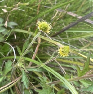 Geum urbanum at Nurenmerenmong, NSW - suppressed