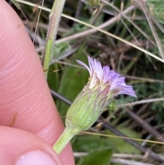 Pappochroma nitidum (Sticky Fleabane) at Nurenmerenmong, NSW - 19 Jan 2023 by NedJohnston