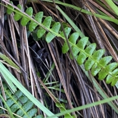Blechnum penna-marina (Alpine Water Fern) at Nurenmerenmong, NSW - 18 Jan 2023 by Ned_Johnston