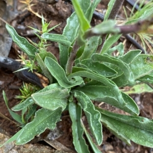 Craspedia aurantia var. jamesii at Nurenmerenmong, NSW - 18 Jan 2023