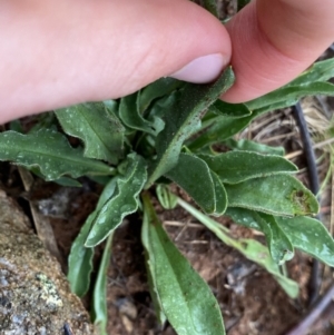 Craspedia aurantia var. jamesii at Nurenmerenmong, NSW - 18 Jan 2023