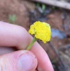 Craspedia aurantia var. jamesii at Nurenmerenmong, NSW - 18 Jan 2023