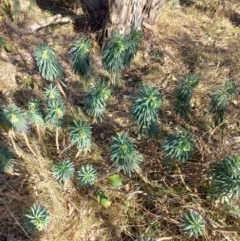 Euphorbia characias at Undefined - 2 Jul 2023 by Treecreeper