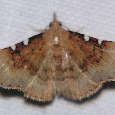 Corgatha dichionistis (An Eribid moth) at Sheldon, QLD - 1 Apr 2011 by PJH123