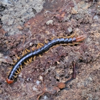 Unidentified Centipede (Chilopoda) at Nambucca Heads, NSW - 3 Jul 2023 by trevorpreston