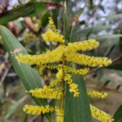 Acacia longifolia subsp. longifolia (Sydney Golden Wattle) at Nambucca Heads, NSW - 3 Jul 2023 by trevorpreston