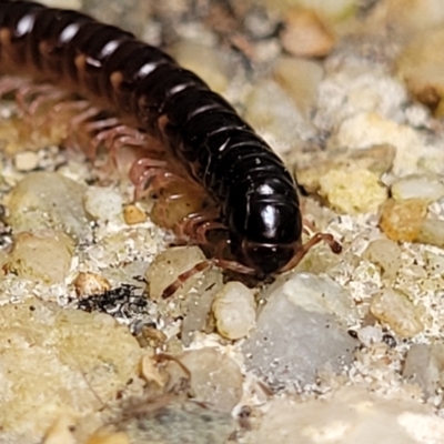 Unidentified Millipede (Diplopoda) at Nambucca Heads, NSW - 3 Jul 2023 by trevorpreston