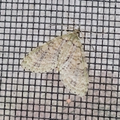Sauris malaca (A Geometer moth (Larentiinae) at Nambucca Heads, NSW - 3 Jul 2023 by trevorpreston
