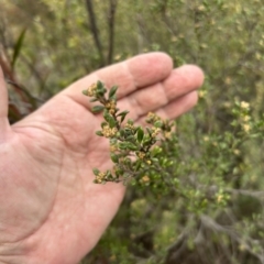 Pomaderris pallida at Greenway, ACT - 3 Jul 2023 02:52 PM