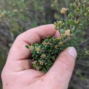 Phebalium squamulosum subsp. ozothamnoides at Greenway, ACT - 3 Jul 2023