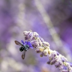 Thyreus caeruleopunctatus (Chequered cuckoo bee) at Penrose, NSW - 10 Mar 2019 by Aussiegall