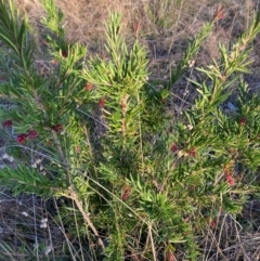 Grevillea rosmarinifolia subsp. rosmarinifolia (Rosemary Grevillea) at Hackett, ACT - 2 Jul 2023 by waltraud