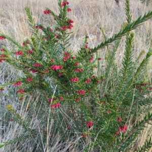 Grevillea rosmarinifolia subsp. rosmarinifolia at Hackett, ACT - 2 Jul 2023 04:46 PM