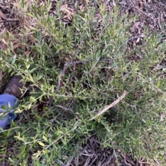 Olea europaea subsp. cuspidata (African Olive) at Hackett, ACT - 2 Jul 2023 by waltraud