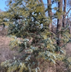 Acacia baileyana (Cootamundra Wattle, Golden Mimosa) at Hackett, ACT - 2 Jul 2023 by waltraud