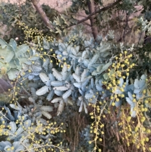 Acacia baileyana at Hackett, ACT - 2 Jul 2023