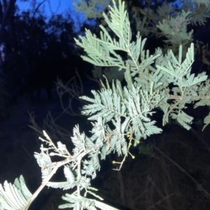 Acacia baileyana x Acacia dealbata at Hackett, ACT - 2 Jul 2023