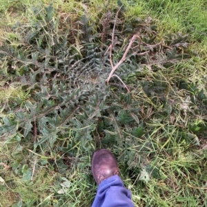 Cirsium vulgare at Watson, ACT - 3 Jul 2023 01:29 PM